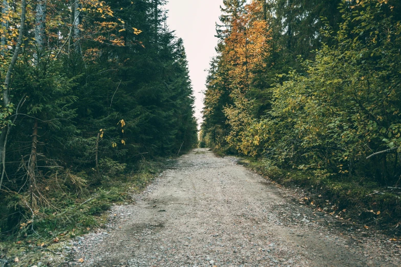 a dirt road in the middle of a forest, an album cover, by Jaakko Mattila, unsplash, postminimalism, beginning of autumn, rocky roads, 2 5 6 x 2 5 6 pixels, hunting