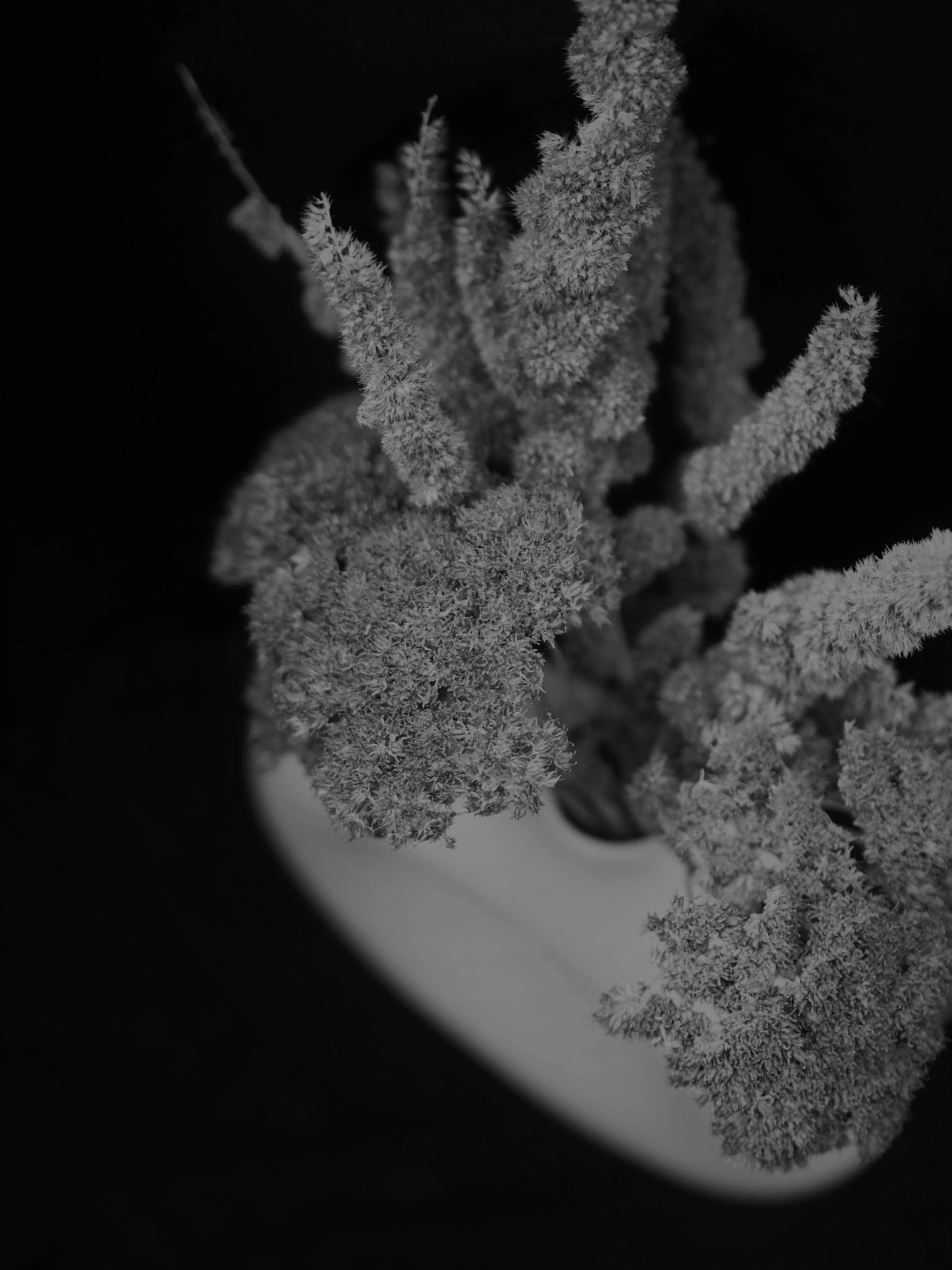 a black and white photo of flowers in a vase, inspired by Robert Mapplethorpe, kinetic pointillism, lichen macro, cinematic. by leng jun, strange vegetation, dusty volumetric light