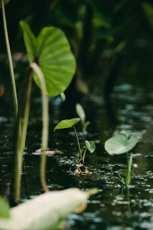 a close up of a plant in a body of water, unsplash, vines along the jungle floor, standing on a lotus, promo image, multiple stories