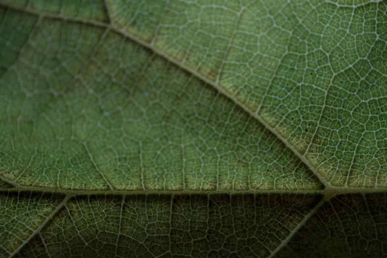 a close up view of a green leaf, a macro photograph, unsplash, renaissance, shot on sony a 7, brown, low detail, highresolution