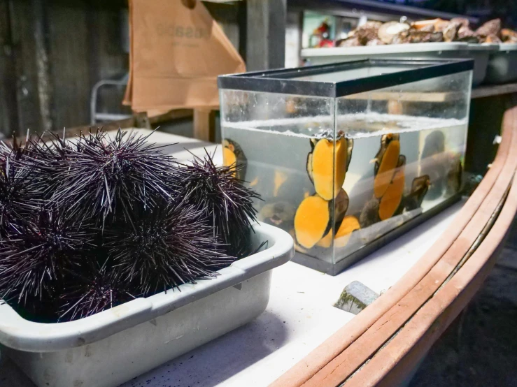 a bowl of sea urchins next to a container of sea urchins, unsplash, hurufiyya, in a cluttered lab, schools of fish, al fresco, fish tank