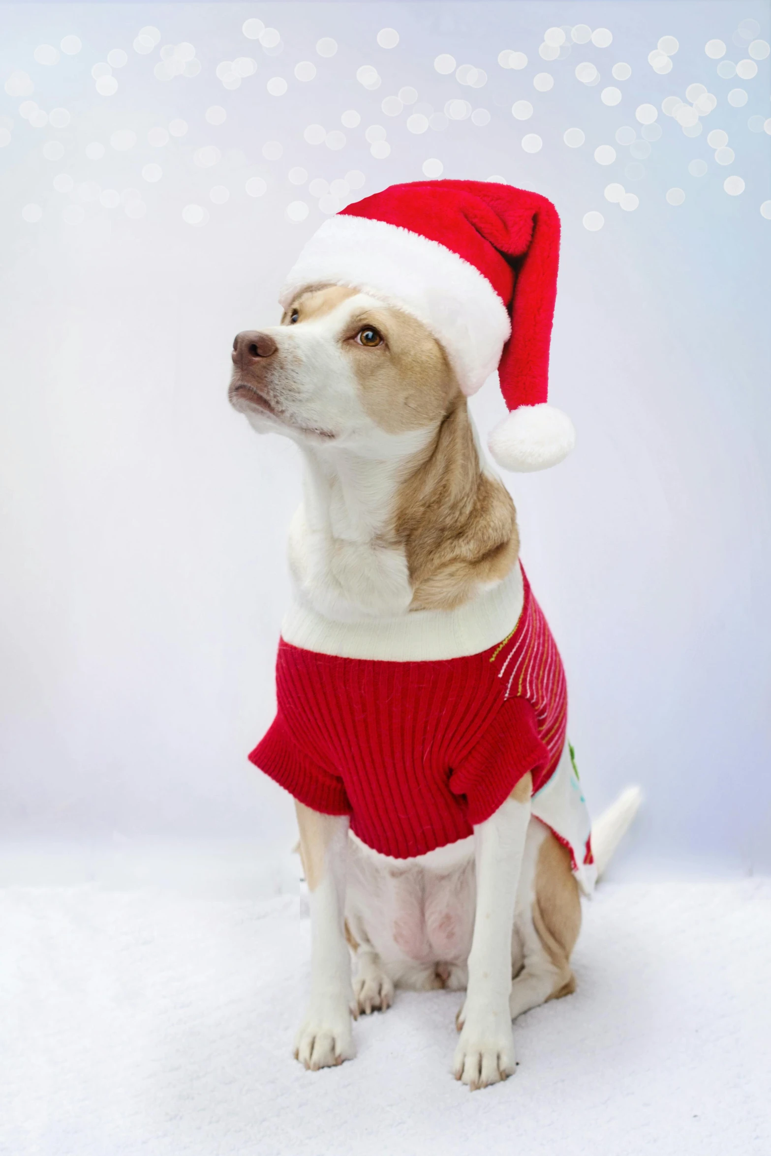 a brown and white dog wearing a red sweater and a santa hat, photo of a model, brightly lit!, ap, brand