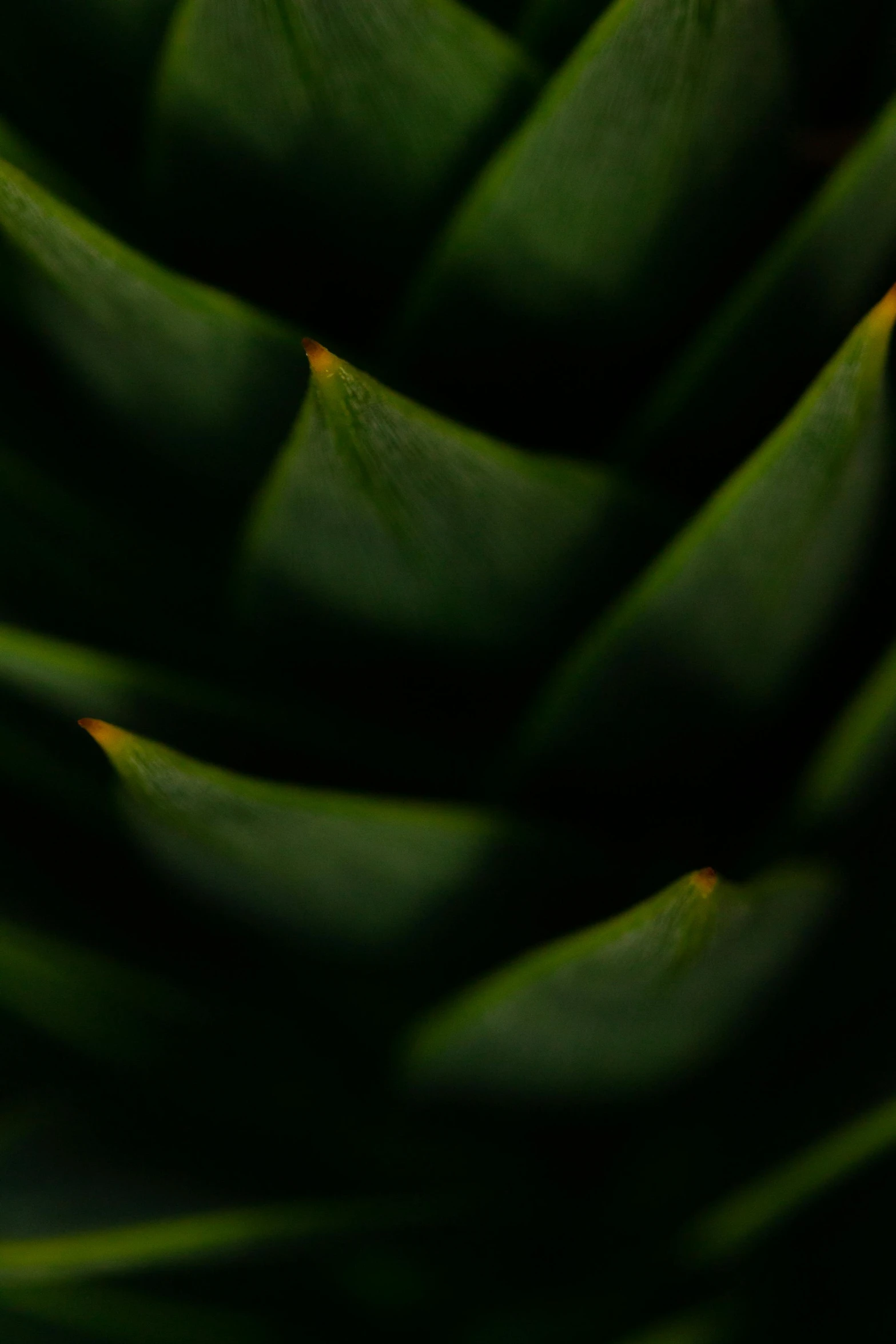 a close up of a plant with green leaves, a macro photograph, by Andrew Domachowski, minimalism, soft light - n 9, made of cactus spines, dark, bromeliads