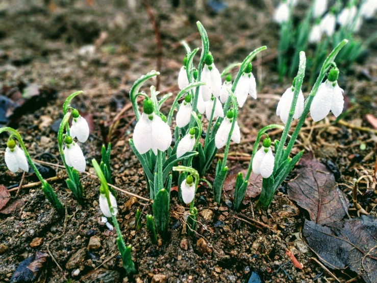 a bunch of snowdrops growing out of the ground, a photo, unsplash, art nouveau, iphone photo, instagram photo, raily season, postprocessed