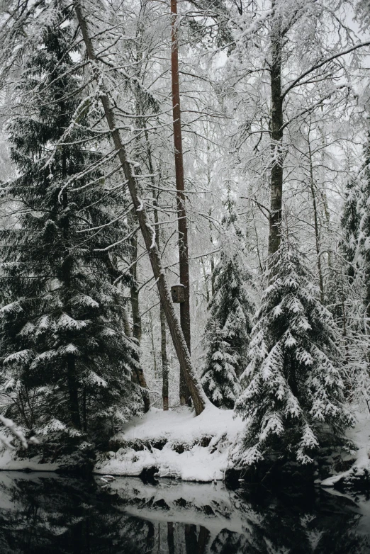 a body of water surrounded by trees covered in snow, ((forest)), espoo, old growth forest, 8k))