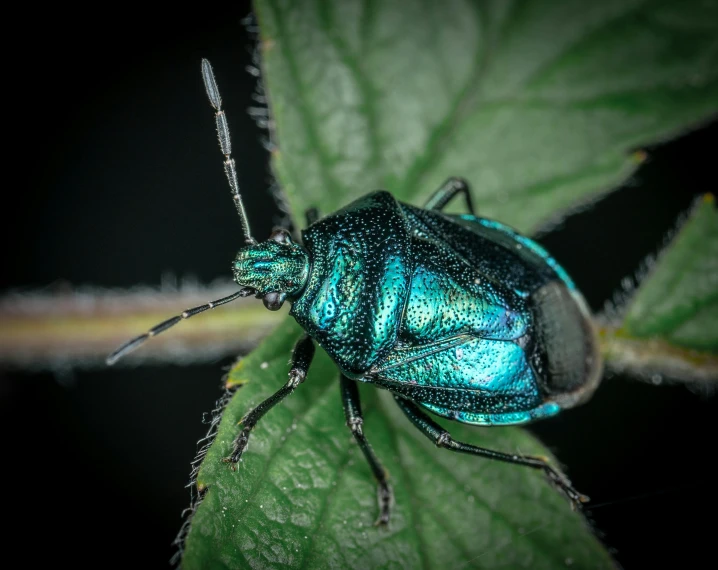 a close up of a green bug on a leaf, pexels contest winner, hurufiyya, dark teal, holographic creatures, high resolution photo, macro photography 8k