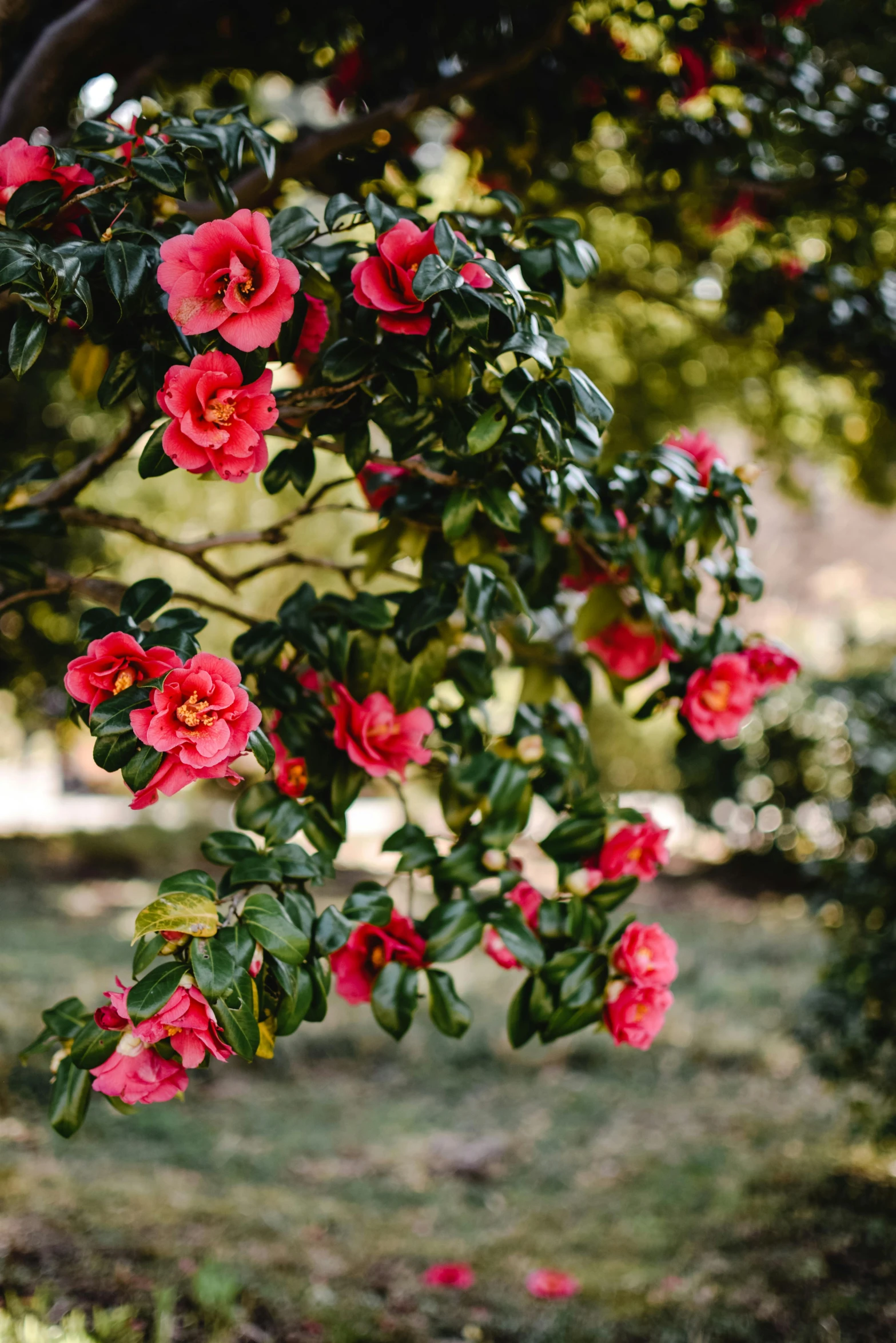 a tree filled with lots of pink flowers, trending on unsplash, baroque, green and red plants, alabama, warm light, made of glazed