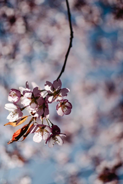 a close up of a bunch of flowers on a tree, a picture, by Niko Henrichon, trending on unsplash, sakura flower, no cropping, washington dc, ilustration