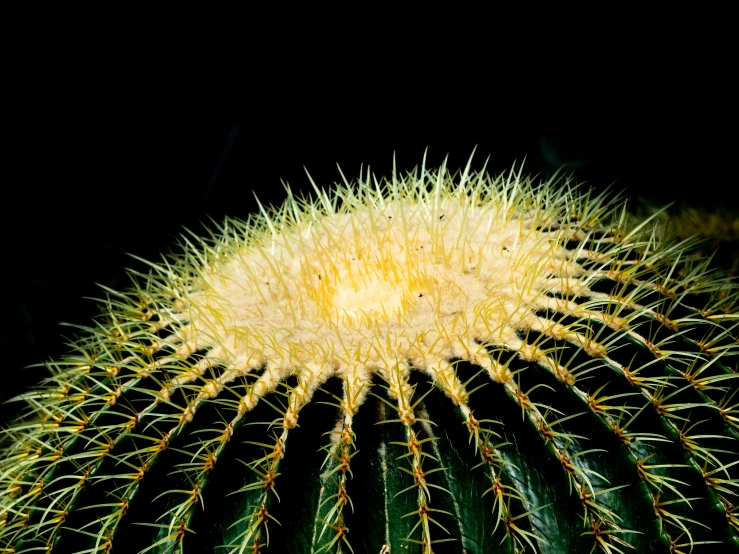 a close up of a cactus with a black background, by Robert Brackman, green sea urchin, underside, round-cropped, night-time