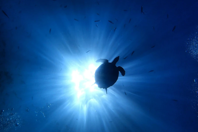 a turtle swimming under the sun in the ocean, by Matt Stewart, unsplash contest winner, light and space, blue backlight, gigantic sun, taken in the late 2010s, slide show