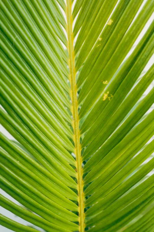 a close up of a green palm leaf, by Robert Brackman, maritime pine, yellow and green, indoors, protophyta