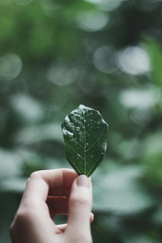 a person holding a leaf in their hand, inspired by Elsa Bleda, pexels contest winner, resin, lush green, made of plastic, small