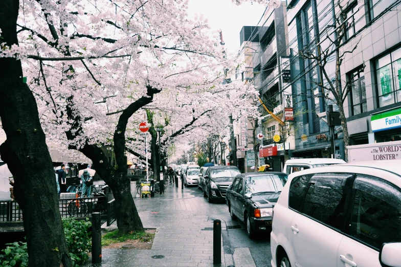 a street lined with parked cars next to tall buildings, trending on unsplash, ukiyo-e, white blossoms, 💋 💄 👠 👗, after rain, photo for a store