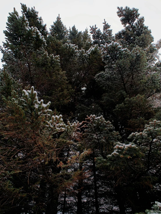 a man riding a snowboard down a snow covered slope, by Adam Marczyński, hurufiyya, dark pine trees, ((forest)), panorama shot, ((trees))