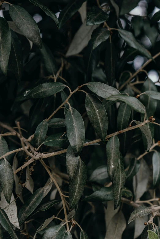 a bird perched on a branch of a tree, an album cover, inspired by Elsa Bleda, trending on pexels, hurufiyya, here is one olive, highly detailed leaves, high angle close up shot, australian bush