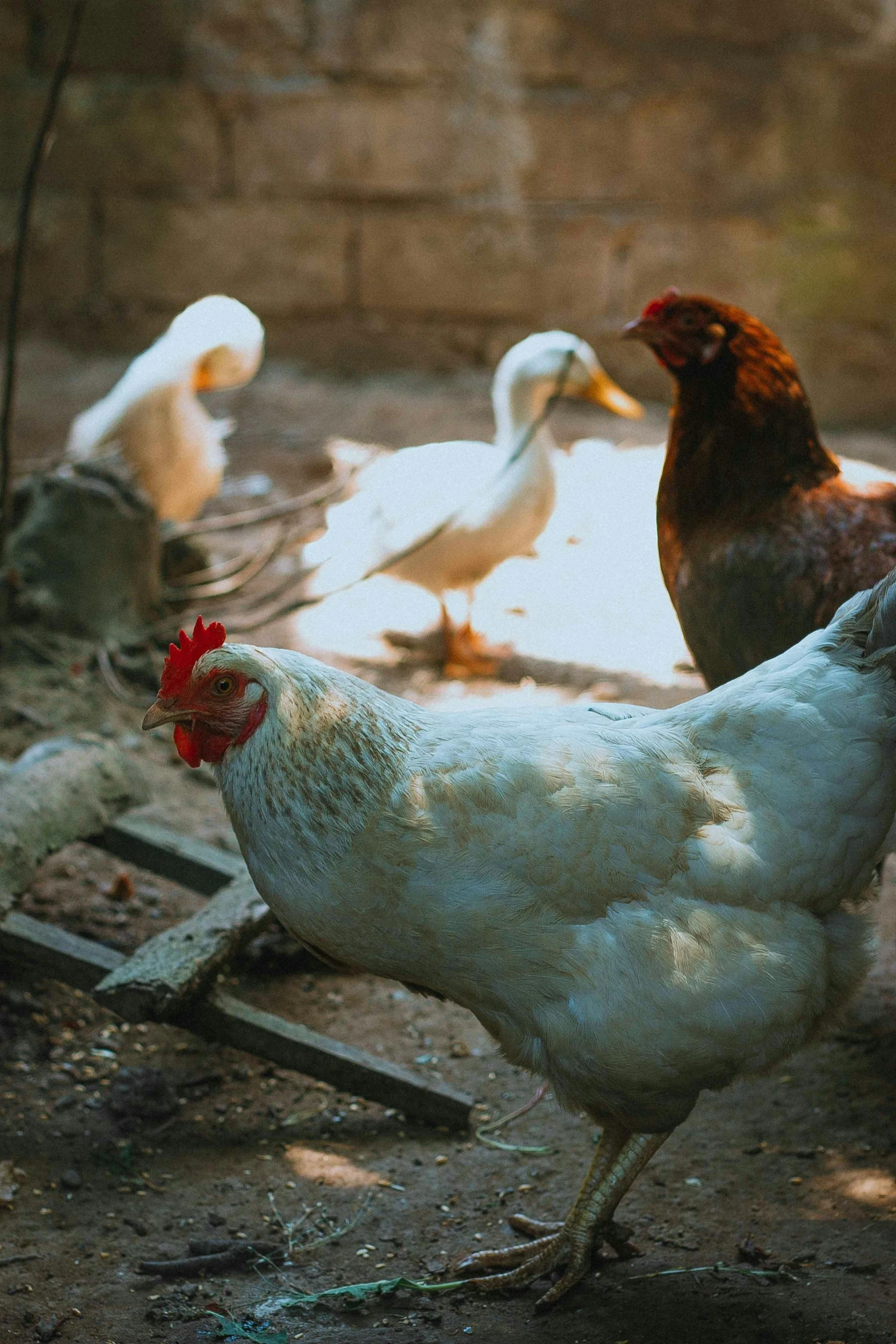 a group of chickens standing next to each other, pexels contest winner, renaissance, evening sunlight, chilean, clean shaven, slide show