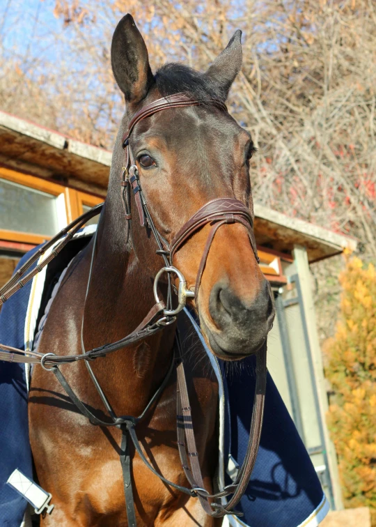 a close up of a horse wearing a bridle, by Sven Erixson, unsplash, square, very sunny weather, bussiere and roberto ferri, full front view