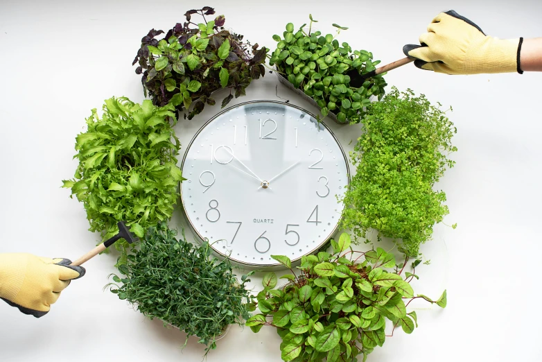 a clock surrounded by plants and gardening gloves, salad and white colors in scheme, white bg, uncrop, herbs