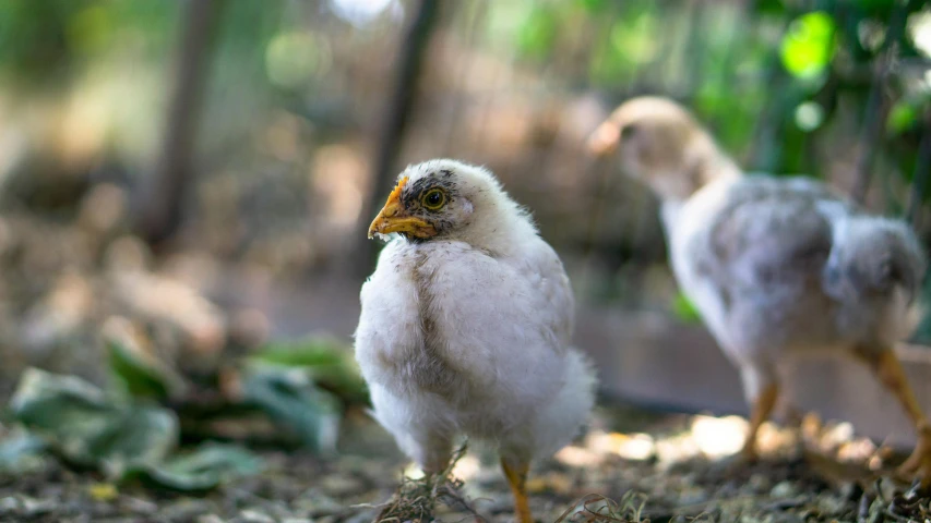 a couple of birds that are standing in the dirt, facing camera, freckles on chicks, bali, lynn skordal