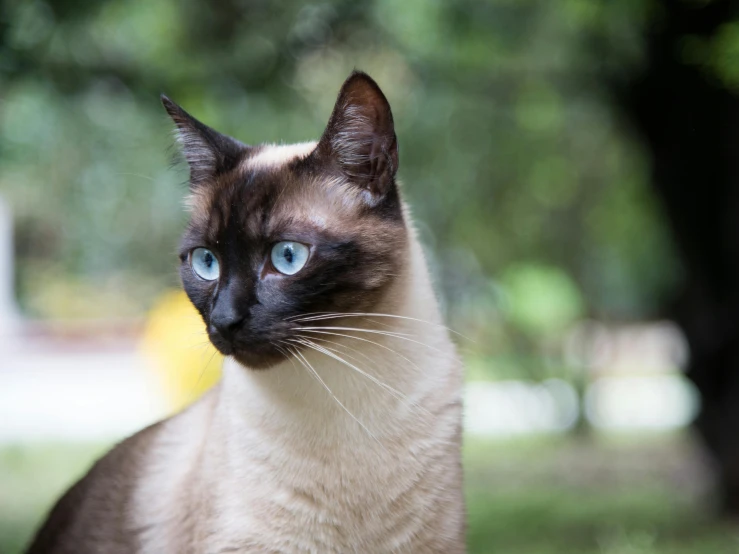 a siamese cat with blue eyes sitting in the grass, a portrait, unsplash, malaysian, 2019 trending photo, brown, blurred