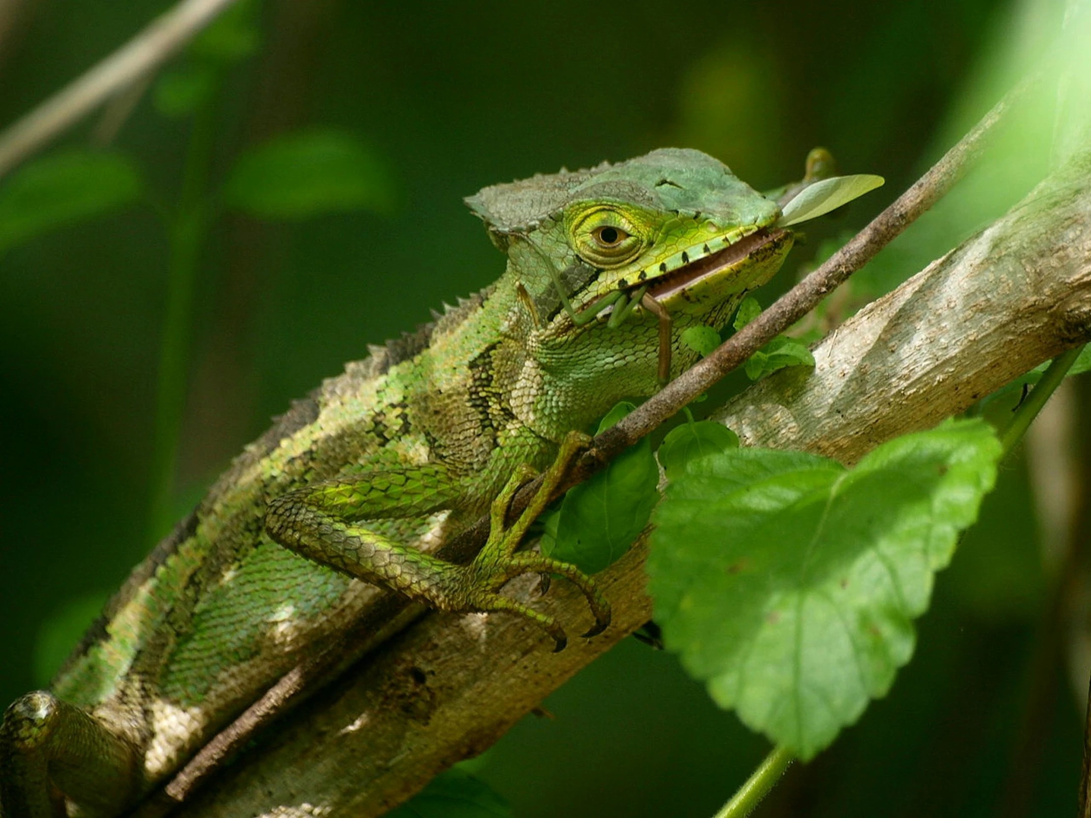 a green lizard sitting on top of a tree branch, by Adam Marczyński, pexels contest winner, sumatraism, in dazzle camouflaged robes, slide show, sitting on a leaf, panels