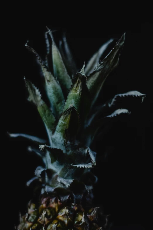 a pineapple sitting on top of a wooden table, inspired by Elsa Bleda, art photography, underexposed grey, profile image, dark aesthetic, a plant monster