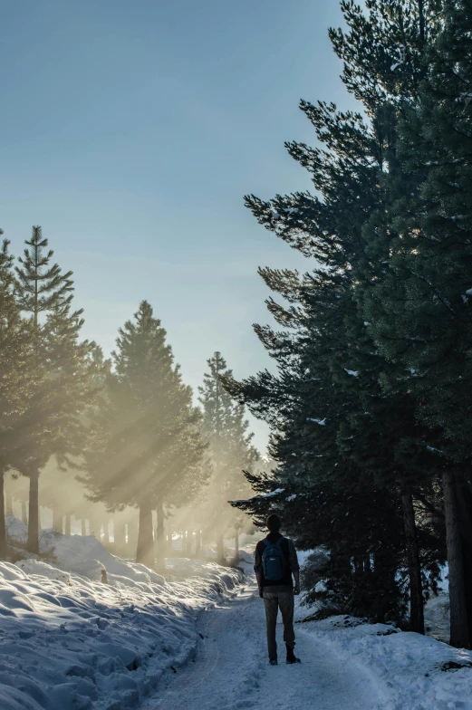 a man riding skis down a snow covered slope, unsplash, sun rays through trees, central california, 5k, trees!!