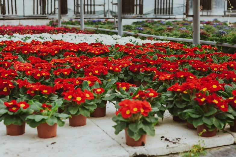 a greenhouse filled with lots of red and white flowers, azure and red tones, dark oranges reds and yellows, 🦩🪐🐞👩🏻🦳, castelvania