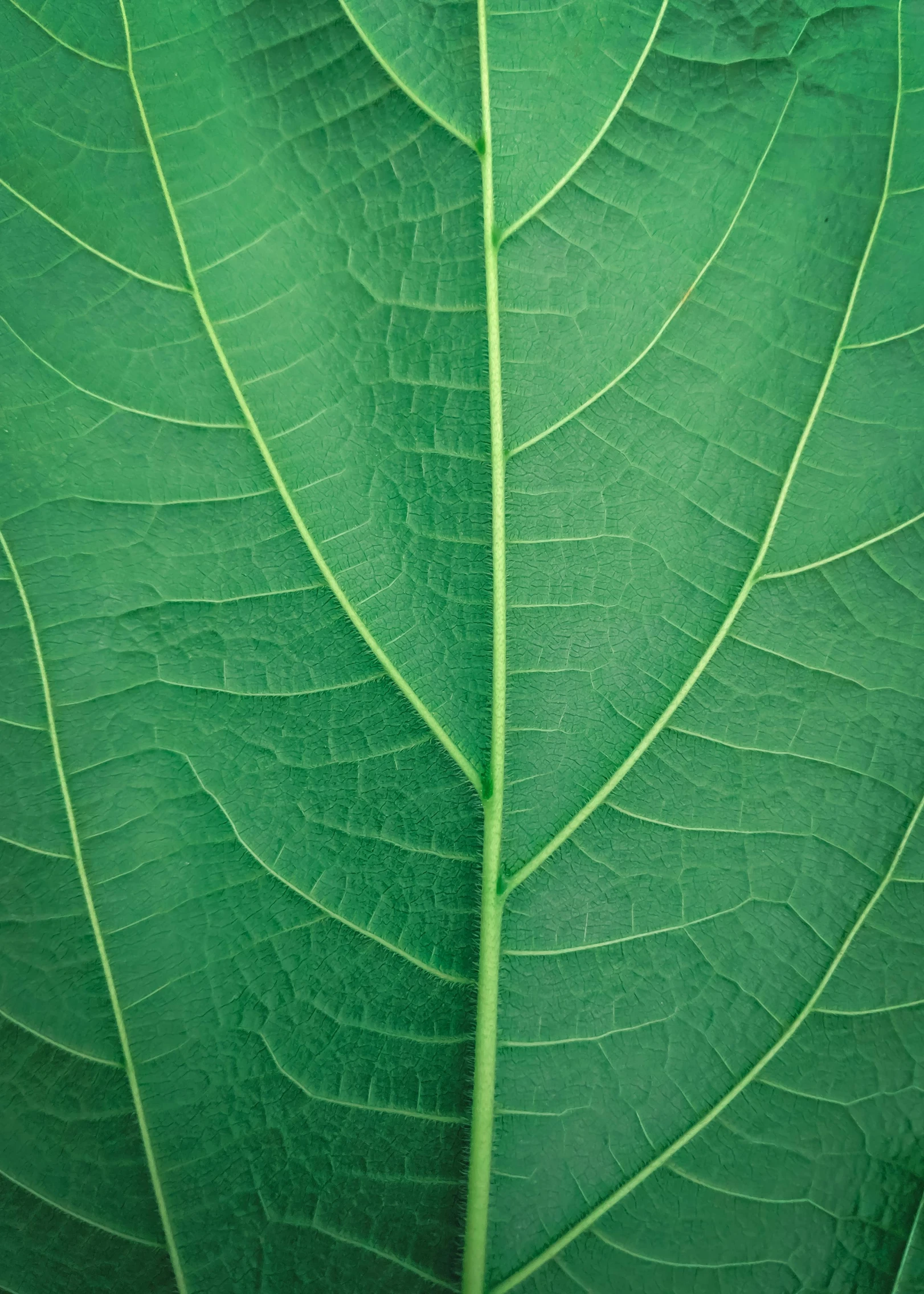 a close up view of a green leaf