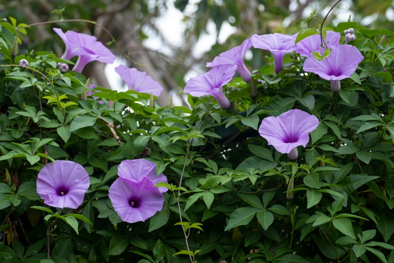 a group of purple flowers sitting on top of a lush green bush, hurufiyya, jungle vines, lush plants and lanterns, picton blue, hibiscus