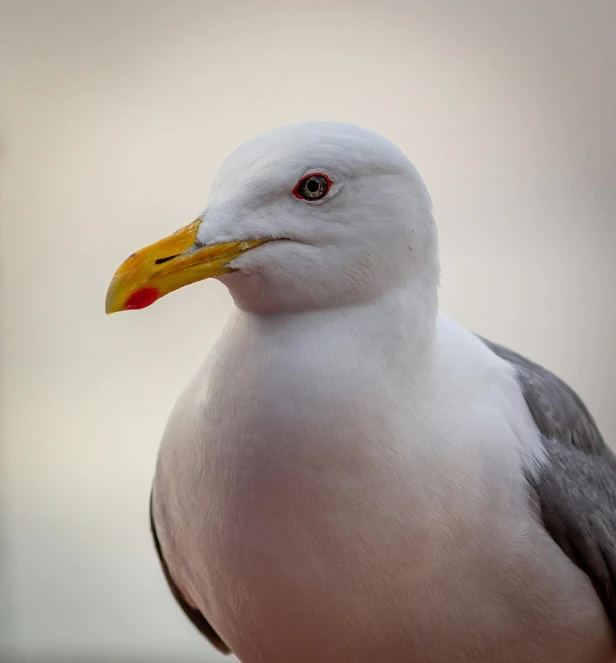 a close up of a seagull with a blurry background, pexels contest winner, pale grey skin, today\'s featured photograph 4k, with a white nose, with a yellow beak