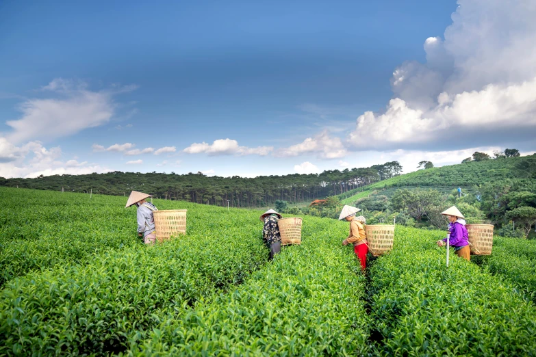 a group of people standing on top of a lush green field, by Meredith Dillman, pexels contest winner, sumatraism, teapots, avatar image