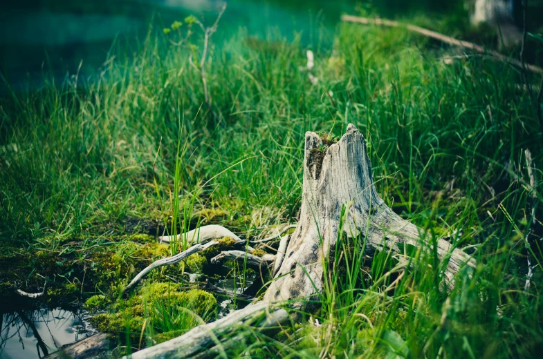 a tree stump sitting in the grass next to a body of water, inspired by Elsa Bleda, unsplash, environmental art, green vegetation, cinematic closeup, shot on hasselblad, 90s photo