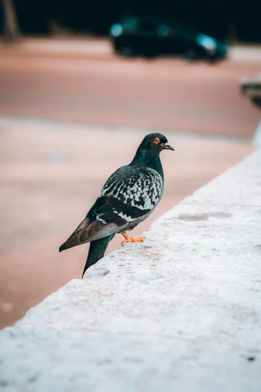 a pigeon sitting on the edge of a concrete wall, highly ornate, over the shoulder, looking smart, black