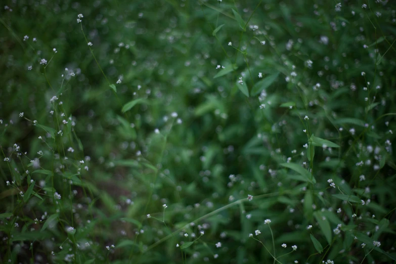 a red fire hydrant sitting on top of a lush green field, inspired by Elsa Bleda, hasselblad film bokeh, gypsophila, scattered, alessio albi