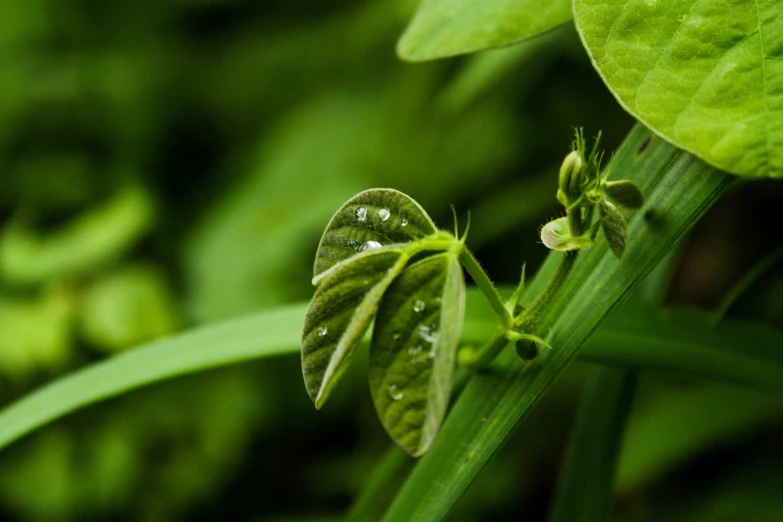 a close up of a plant with water droplets on it, unsplash, photorealism, greens), honeysuckle, multiple stories, high definition image