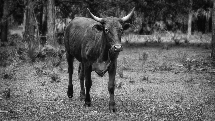 a black and white photo of a cow in a field, a black and white photo, black bull samurai, zoo photography, mulato, walk