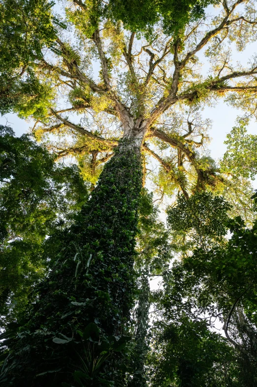 a tall tree in the middle of a forest, by Peter Churcher, sumatraism, huge ficus macrophylla, sun overhead, up-close, overhead canopy