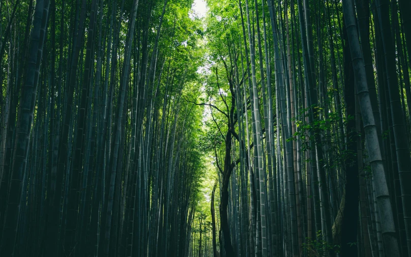 a forest filled with lots of tall green trees, inspired by Tani Bunchō, unsplash contest winner, renaissance, made of bamboo, green alleys, grey forest background, ((trees))