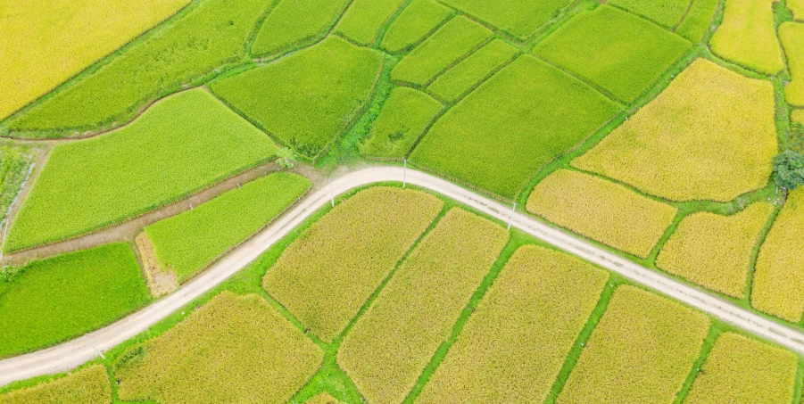 an aerial view of rice fields and roads, unsplash, ground angle uhd 8 k, looking happy, rectangle, green