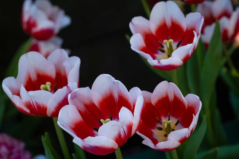 a close up of a bunch of red and white flowers, pexels contest winner, tulips, pink, shot with sony alpha 1 camera, botanic garden