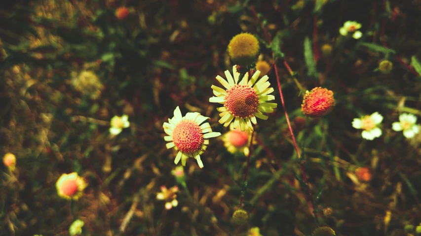 a bunch of flowers that are in the grass, a photo, inspired by Elsa Bleda, faded red and yelow, pincushion lens effect, instagram picture, 2 0 0 0's photo