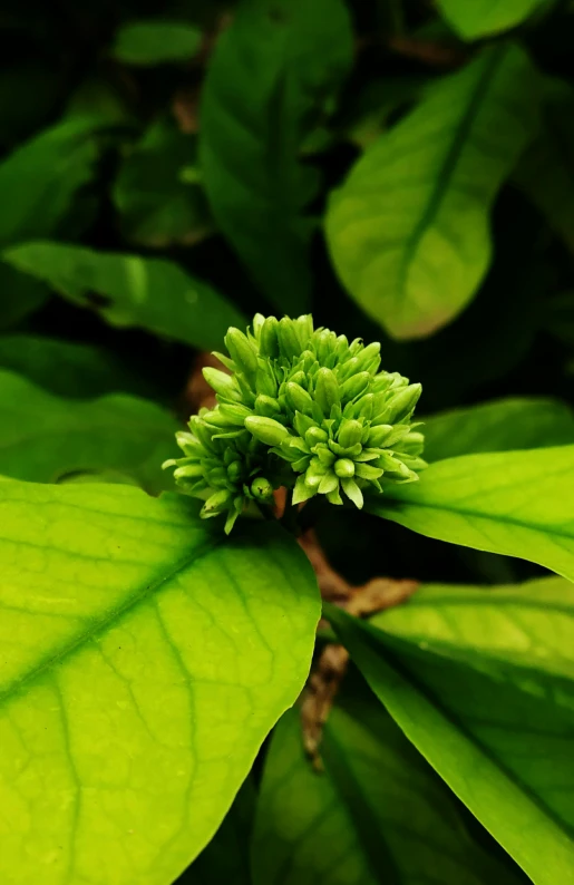 a close up of a plant with green leaves, flower buds, excitement, max dennison, taken in the late 2010s