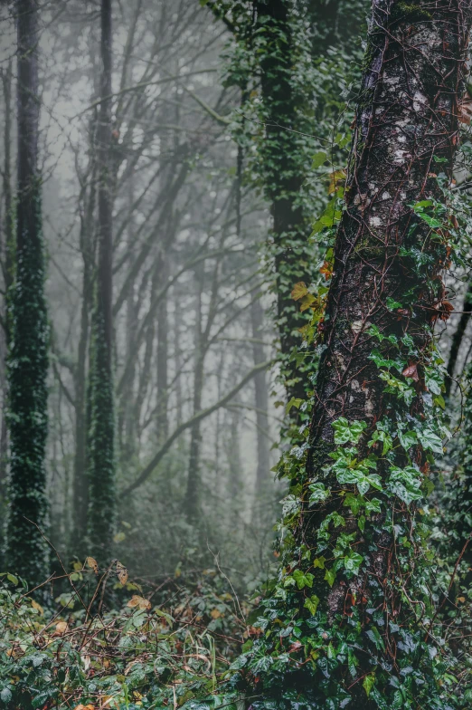 a fire hydrant sitting in the middle of a forest, inspired by Elsa Bleda, unsplash contest winner, tonalism, large vines, under a gray foggy sky, nothofagus, trees in foreground