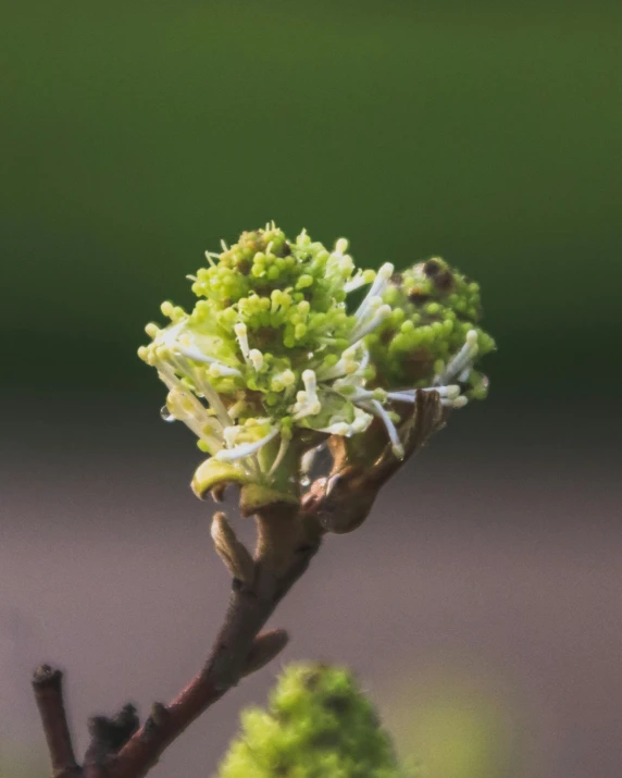 a close up of a plant with a blurry background, the non-binary deity of spring, nug pic, sycamore, zoomed out