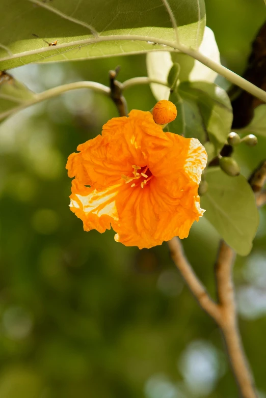 a close up of a flower on a tree, orange fluffy belly, hibiscus, square, savannah