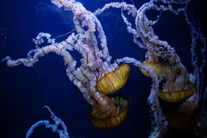 a group of jellyfish floating on top of a body of water, by Mandy Jurgens, unsplash contest winner, twisting organic tendrils, deep dark sea, mustard, great barrier reef