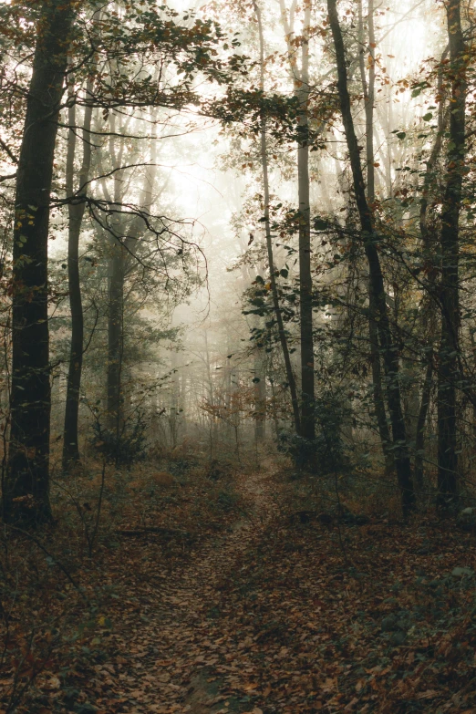 a forest filled with lots of trees and leaves, unsplash contest winner, tonalism, southern gothic scene, ((forest)), light grey mist, brown mist