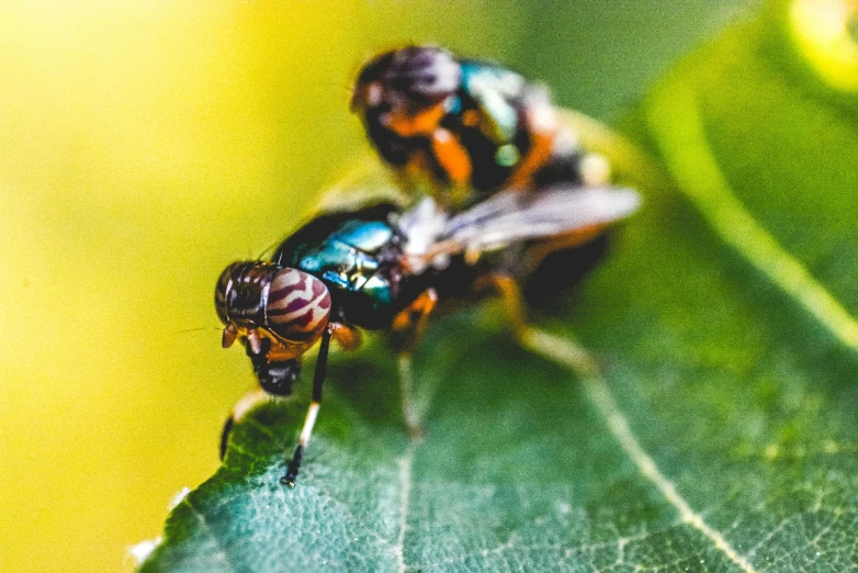 a couple of flies sitting on top of a green leaf, pexels contest winner, hyperdetailed colourful, avatar image, drone photo, two male