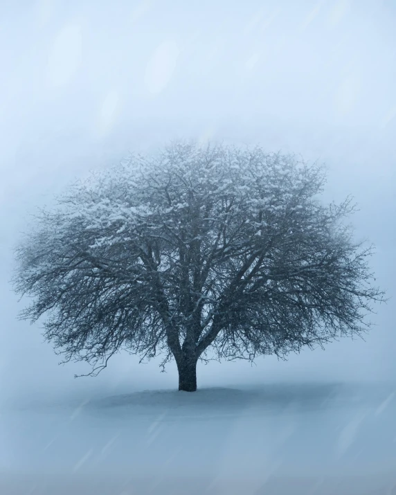 a lone tree in the middle of a snow covered field, an album cover, unsplash contest winner, pale blue fog, background image, apple tree, snowing outside